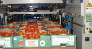 Narvay Quintero afirma que el tomate contribuye en la renta y empleo de las Islas