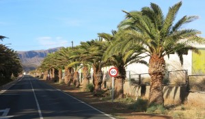 Santa Luca recupera la lnea de palmeras de la zona de Las Chcaras 