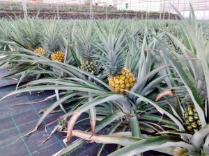 Mog�n promueve el cultivo de la pi�a tropical entre los agricultores del municipio