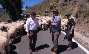 Las ovejas de Pepe el de Pavn` tien de blanco las cumbres grancanarias en su regreso a Gua 