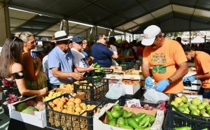 La IV Feria del Mango y Aguacate de Mogn cierra con xito en participacin y venta 