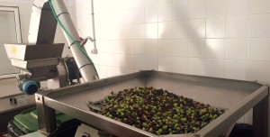 Santa Luca rebaja del 20 al 15 por ciento el canon por el uso de la almazara para moler las aceitunas