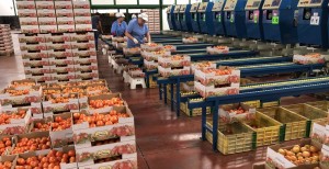 Alerta en el sector Hortofrutcola por la firma del acuerdo post Brexit entre Marruecos y el Reino Unido.