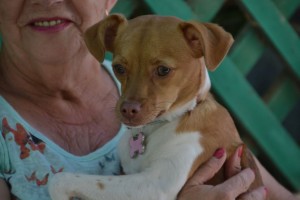 El Albergue Municipal de Mascotas de Agimes relanza esta Navidad la adopcin de mascotas