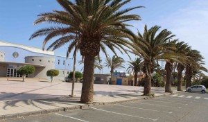 Sesenta palmeras de Playa de Arinaga afectadas por Diocalandra debern ser sustituidas