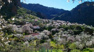 Tunte celebra la Ruta del Almendro en Flor y la Fiesta del Agricultor 