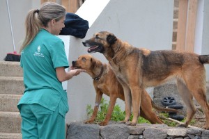 El Albergue de Animales del Cabildo mantiene su funcionamiento para atender a 185 perros y gatos