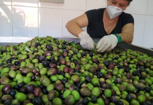 Agüimes comienza la campaa de la aceituna con ms produccin y mejor calidad