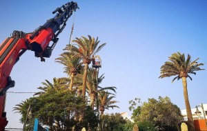 El Ayuntamiento de Ingenio detecta una decena de palmeras enfermas y procede a su retirada por seguridad