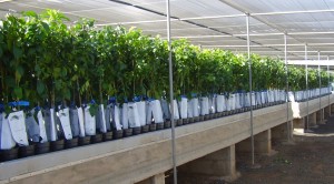 El Cabildo pone en marcha la campaa para entregar de rboles frutales para los agricultores de Gran Canaria, ya sean naranjos o kiwis