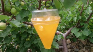 El Cabildo entregar 18.000 trampas para proteger 140.000 rboles de la mosca de la fruta en Gran Canaria
