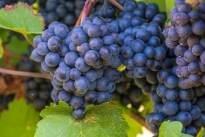 Agricultura convoca ayudas de 3,7 millones al cultivo de la via por hectrea  