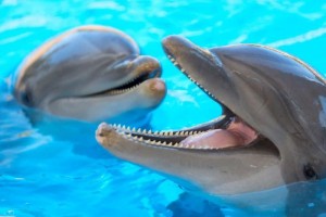 Loro Parque participa en una investigacin que logra determinar la edad de los cetceos a partir del estudio de su ADN
