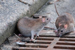 El PP-AV denuncia la inaccin del gobierno municipal en el control de plagas
