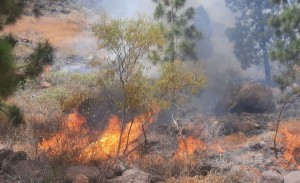 Estabilizado el incendio declarado en el barranco de los Albarrianes de Mogn   