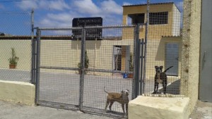 El PP-AV denuncia el postureo en el pacto por el bienestar animal en San Bartolom de Tirajana