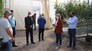 El Gobierno abona los 720.000 euros a los productores de tomate afectados por el mildiu 