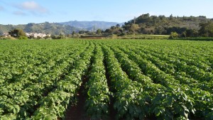 El Cabildo conceder 1,1 millones de euros en subvenciones para el fomento de la agricultura en 2022 