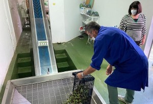 La almazara de Ingenio empieza a prensar los primeros cuatro mil kilos de aceitunas de la temporada