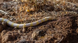 El proyecto #STOPCULEBRAREAL cierra el ao 2021 con 2.648 capturas en Gran Canaria