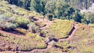 El Cabildo subvenciona trabajos de selvicultura preventiva en fincas particulares 