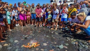 Sueltan a una tortuga boba al mar en Pozo Izquierdo tras recuperarse de sus heridas