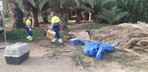 San Bartolom de Tirajana limpia adecenta y recupera el Palmeral del Oasis