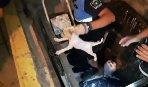 La Polica Local de Ingenio consigue un galardn nacional por sus actuaciones en  la proteccin animal
