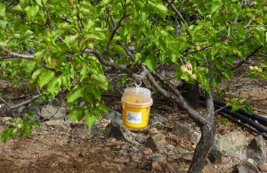 Mogn pone en marcha la sexta compaa contra la mosca de la fruta