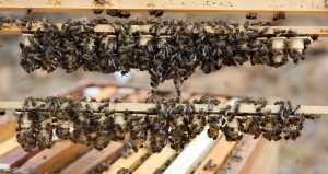 El Gobierno concede 539.000 euros en ayudas a la produccin de miel procedente de la abeja negra