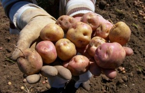 El Gobierno autorizada la importacin de papas a Canarias procedentes de Reino Unido