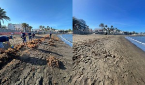 Mogn lucha contra las macroalgas con una limpieza continua de sus playas