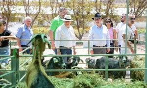 El Cabildo incentiva el sector ganadero grancanario con 200.000 euros en subvenciones 