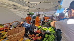 El Mango y el Aguacate vuelan en la VII Feria de Verano de Mogn