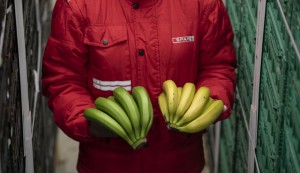 SPAR renueva el certificado de su proceso de maduracin del pltano de Canarias