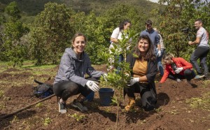 Turismo organiza en Osorio una reforestacin con la plantacin de 180 rboles 