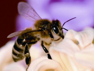 El Gobierno convoca las ayudas del POSEI a la produccin de miel de abeja negra