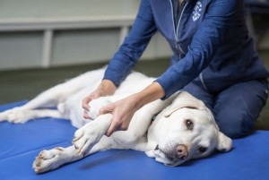 Veterinarios presentan m�s de 20.500 firmas en contra del Decreto que restringe su labor