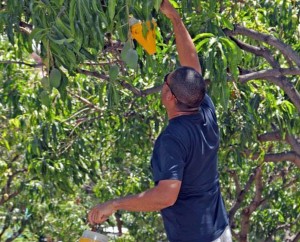 Mogn pone en marcha la 8 campaa contra la mosca de la fruta 