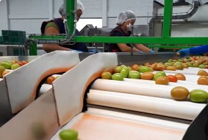 Santa Luca rinde homenaje a trabajadoras del empaquetado del tomate 