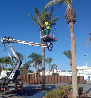 Retiran una docena de palmeras enfermas en El Castillo del Romeral