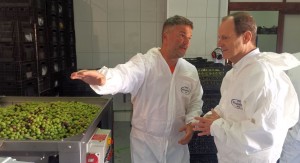 La almazara de Agimes muele 9 toneladas de aceitunas para producir aceite de alta calidad