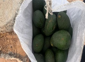 La Polica Local de Mogn investiga un hurto de aguacates en Veneguera