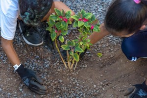 El alumnado del CEIP Balos Domingo plantan en el jardn del colegio pinos y flores de pascua