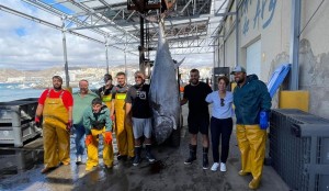La Feria del Atn y el Mar de Mogn mostrar el ronqueo de un ejemplar de 221 kilos