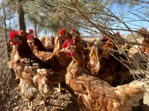 Canarias convoca subvenciones del POSEI a la produccin local de huevos de gallina 