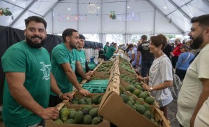 La Feria del Aguacate de Mog�n celebra diez a�os de sabor en su edici�n de invierno