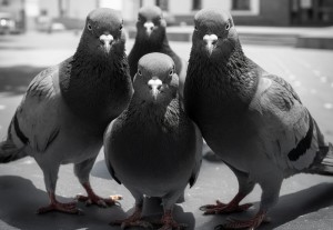 SBT sensibiliza para controlar las plagas de palomas urbanas