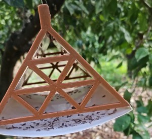 Mog�n pone en marcha la quinta campa�a contra la polilla en c�tricos y olivos