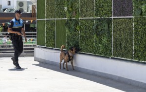 Polic�a Local de Mog�n detiene con la Unidad Canina a un hombre con drogas en Arguinegu�n